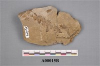 植物化石藏品圖，第1張